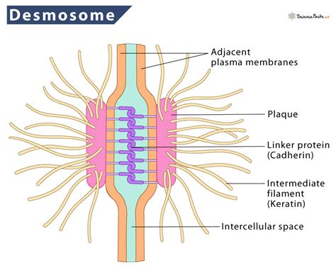 what structures do we have that are similar to desmosomes